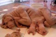 云南母猪下了八个男婴是真的吗 母猪生八个婴儿是真的吗？