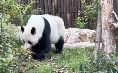 花花没有妈妈了 花花的妈妈是哪只大熊猫