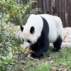 花花没有妈妈了 花花的妈妈是哪只大熊猫